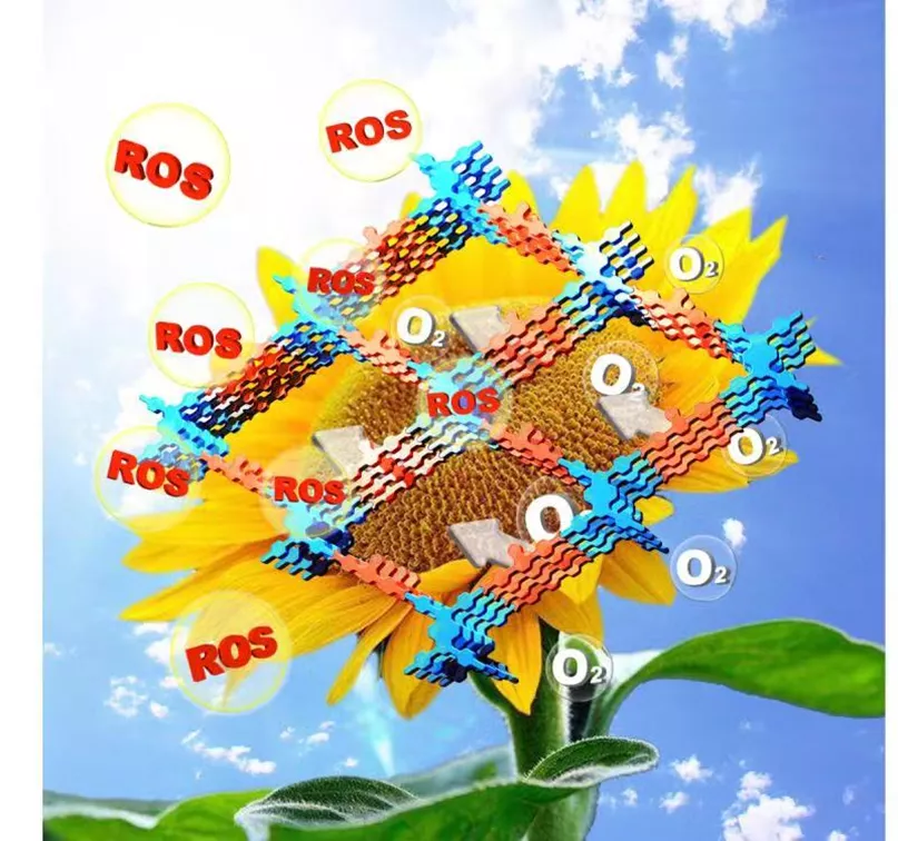 Organocatalysis